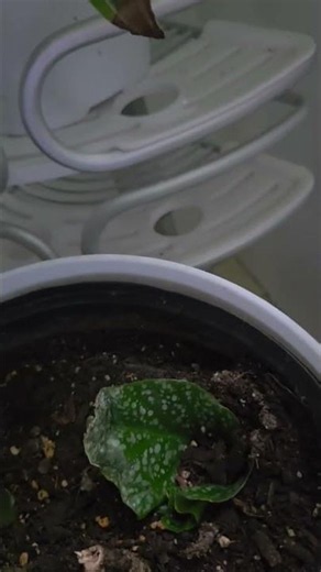 Spotted begonia! How do YOU propagate them?