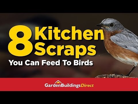 8 Kitchen Scraps You Can Feed to Wild Birds