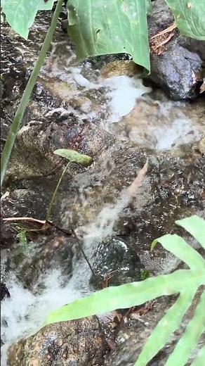 🌿 Babbling Brook Up Close!