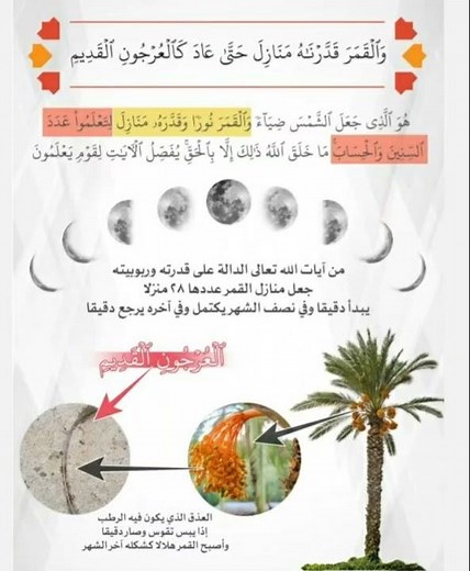 هل تعلم ما هو العرجون القديم ؟