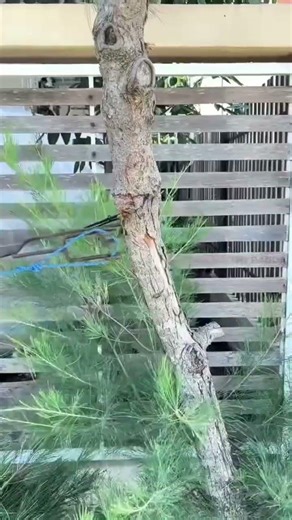 tree rope hanger working system. #shorts