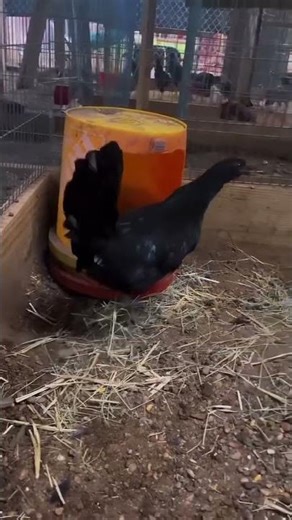 How to Properly Care for Gamefowl | Daily Routine, Feeding, Health & Ethical Tips