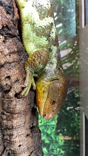 Monkey tailed skinks!!! This species is live baring. They have 1-2 babies a year, or every other year. They can take 6-9 months for the baby to be birthed. The parents willl care for the young, and basically raise them. I hope to get a baby by next season. As I have seen my male try to mate both the females. #pets #animals #reptile #fyp #flypシ