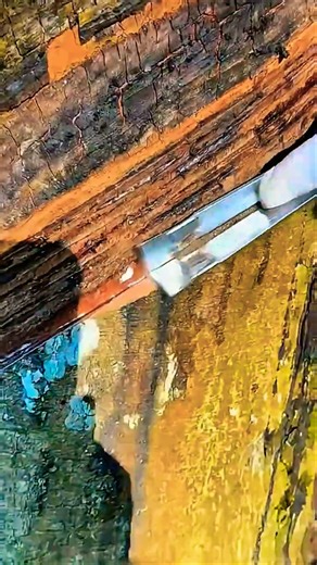 Satisfying Rubber Tapping! Fresh Natural Latex Flows Like a River 🌳✨