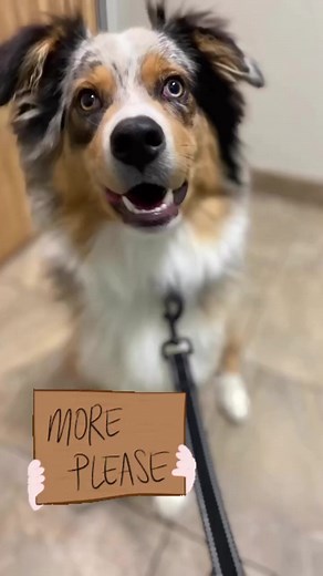 Aussie Rescue San Diego on Reels