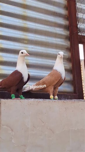 Discover the Pigeon Loft Phenomenon