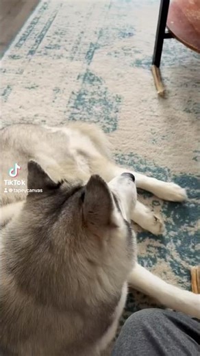POV: watching your dog watching another dog 🫢 #siberianhusky #watchingtv