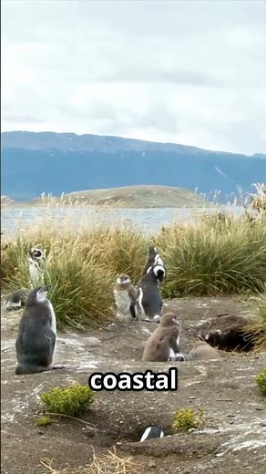 Why Isla Magdalena Is a Penguin Paradise Like No Other! 🐧🌊