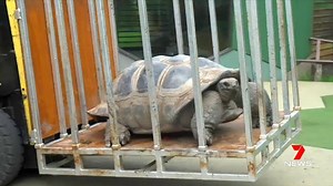 65K views · 490 reactions | A 100-year-old giant tortoise has received VIP transport to a couples' retreat at Melbourne Zoo. Little John has moved in to pick up where the zoo's other male left off, in breeding efforts with 80-year-old Jean. The new enclosure even has an automatic shower, to help Little John look and feel his best for the work ahead. See the full story on 7 News tonight at 6.00pm. www.instagram.com/7NewsMelbourne #7News | 7NEWS Melbourne | Facebook