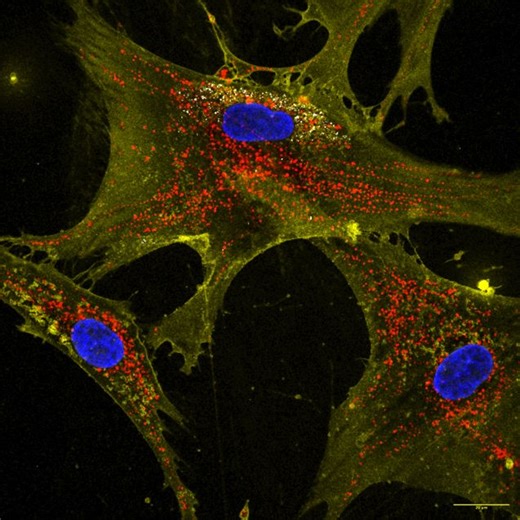 A New Way to Boost the Powerhouses of the Cell Might Combat Aging and Degenerative Diseases, Lab Study Suggests