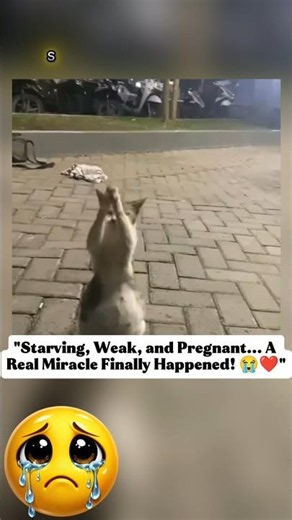 Sad Cat Story: A Pregnant Stray Cat Crying Tears of Joy After Being Fed #shorts #cat