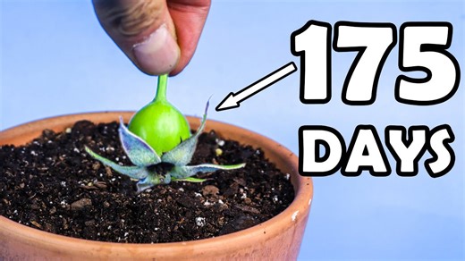175 days of growing roses: Seed to stunning blooms | Time-lapse journey