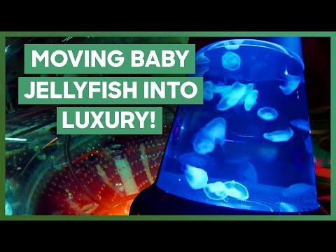 Moving Baby Jellyfish Into A HUGE Lava Lamp | Tanked
