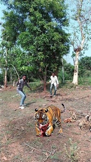 leopard & tiger funny video #shots #vfx#virl #my #dost #attack #tiger #sabscribe #please