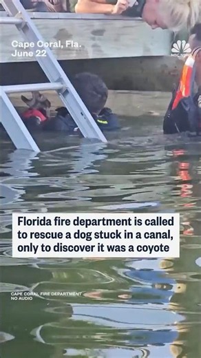 Florida firefighters called to rescue dog stuck in a canal encounter a coyote