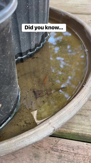 1.1K views | DIY Mosquito Control Tip ✅ Removing standing water around your property reduces the number of locations where mosquitoes can lay their eggs. Visit https://bit.ly/42Sz6Oi to learn more about DIY mosquito treatment! | Domyown.com - DIY Pest Control, Lawn Care, and More | Facebook