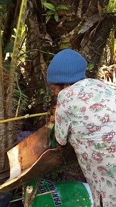 Proses pembuatan sagu papua.. #infopapua #papuaviral #papuaterkini #beritapapua #papuapedalaman #sagupapua | Pace Vlog Papua