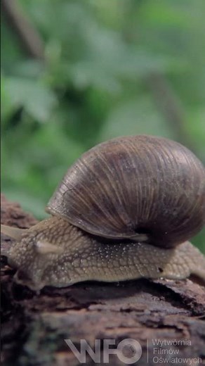 "Ślimaki" (1979) - cały film na naszym kanale