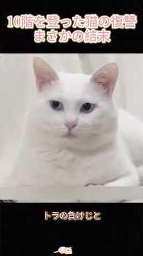 10階を登った猫の復讐、まさかの結末#猫の復讐 #キジトラ #10階登る猫 #飼い猫襲撃事件 #衝撃の結末 #猫同士の喧嘩 #リアルすぎる #動物の執念#fyp