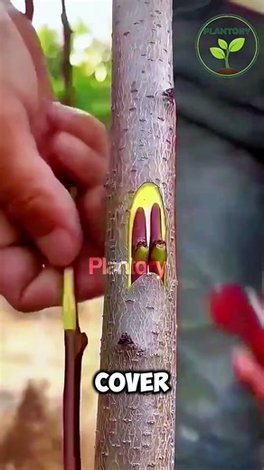 “Two Grafting Methods That Actually Work on Seedlings!”