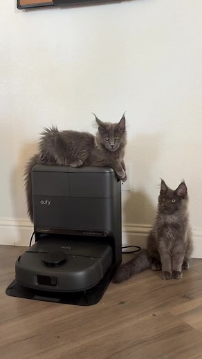 Eufy C28: The Ultimate Multi-Pet Household Cleaner