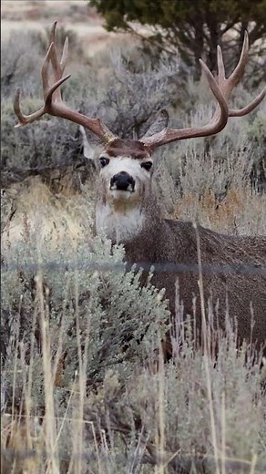 7x4 TROPHY BUCK SPOTTED in Utah #muledeerinutah