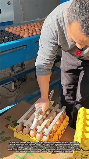 Using a Vacuum Lifting Machine to Transfer Eggs in a Factory
