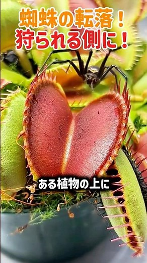【逆転】狩る者が狩られる側に。ハエトリグサの罠に落ちたクモの絶望的末路 #ハエトリグサ #食虫植物 #自然の驚異 #クモ #弱肉強食 #shorts #雑学