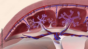 Oxygen and nutrients from the mother's blood are transferred across the placenta to the fetus through the umbilical cord