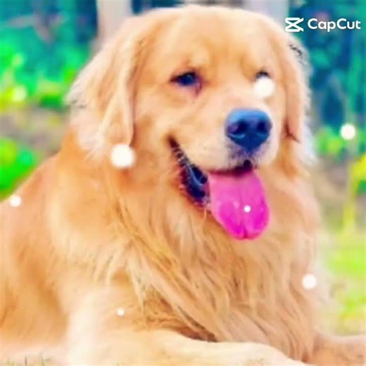 Joca please don't go!!! you born to be a hero!!!!