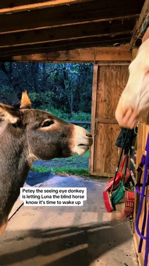 Petey the Seeing Eye Donkey and Luna the Blind Horse Morning Routine