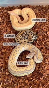 10K views · 113 reactions | Which clown combo are you going with⁉️ #ballpython #royalpython #reptile #reptiles #reptilesofinstagram #snake #snakes #pets #pet #petsofinstagram #bloodpython #burmesepython #carpetpython #reticulatedpython #boaconstrictor #leopardgecko #crestedgecko #beardeddragon #animals #wildlife #bof #recessivegang #ballpythons #royalpythons #reels | BALLS of FURY | Facebook