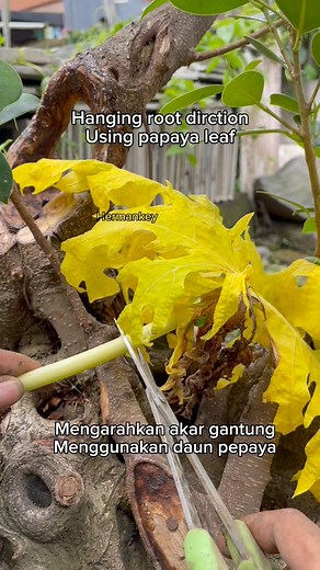 Hanging root direction using papaya leaf. #bonsai #garden #gardening #diy #crafts #diycrafts #fblifestyle | Herman Key
