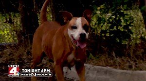 LIVE NOW: IN-DEPTH dog attacks