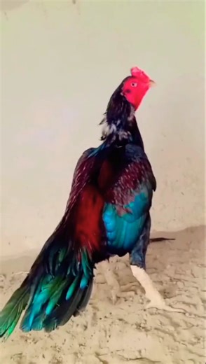 The Most Beautiful Rooster You’ll Ever See 😍 | Amazing Birds 4K