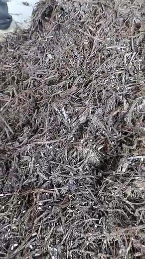 Mushroom Compost on Reels