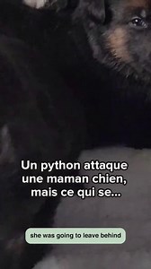 Un python attaque une maman chien, mais vous ne croirez jamais la suite #chien #python | Instant Videos