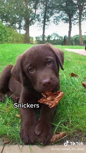 Creative Names for Chocolate Labrador Retrievers