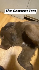 In honor of Bite Prevention Week we are sharing how to do a “Consent Test” with a dog. The consent test is conducted by petting the dog in a non-threatening area like the chest. Then, withdraw from the dog and allow them space to come seek you out for more pets. If they consent to more pets they will lean, paw or nuzzle you. Some dogs will feel neutral with no reaction, their signals might be too subtle and it’s best to give them more space to seek you out if they choose to. If they do not give 