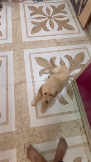 Golden Retriever Dog Obedience Training #youtube #goldenretreiver #youtubeshorts #india #pets