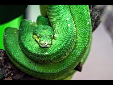 Deadliest Animals: Amazon (Documentary)
