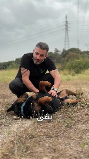 Dogs roll on their backs all the time. And it’s adorable. But why do they do it? Gaining a playful tactical advantage. They want some belly rubs. Showing they mean no harm. Preventing aggression. Your dog is itchy. Dog is hot. They want to roll in stinky stuff. When they are rolling during a play with other dogs, it is the white flag, they want to rest or be left alone for some time. #dogtrainer #dogtraining #lebanesedogtrainer #dogtrainerslebanon #arabdogtrainers #arabdogs #dogslebanon #puppy #