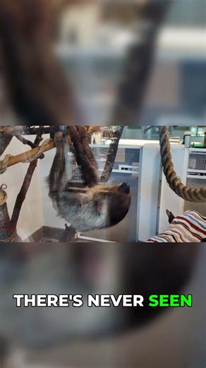 Unbelievable! Sloth on the Move at Busch Gardens!