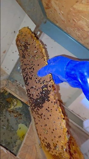 HUGE Beehive Hidden Inside a Shed | #bees #nature #shorts