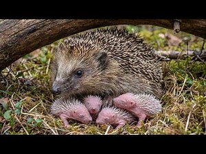 Inside the Hidden World of Hedgehogs