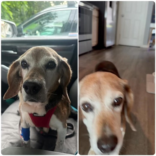 ***Now available for adoption*** Meet Murphy – A Gentle Soul Ready for His Second Chance Age: 9 years old Weight: 24 lbs (needs to gain a bit more) Breed: Tricolor Beagle Location: Landenberg, PA Requirements: Fenced-in yard, quiet and patient home Murphy is a 9-year-old beagle with the softest eyes and an even softer heart. Found as a stray in Southern Delaware, he clearly lived a hard life outdoors—likely as a hunter or breeder dog. Despite everything he's been through, Murphy is now discoveri