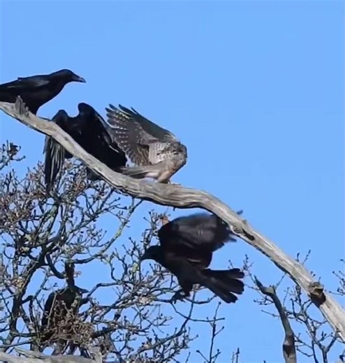 "Kestrel vs. Crows: The moment it went wrong."