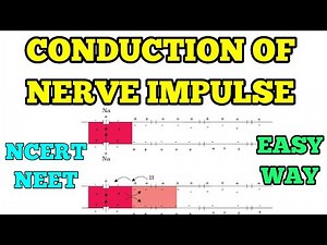 CONDUCTION OF NERVE IMPULSE I EASY WAY I NEET/ NCERT