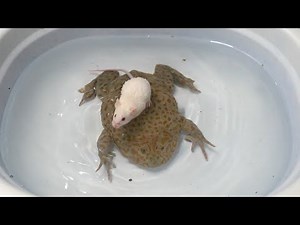 Budgett's Frog Eats Mice | Warning Live Feeding