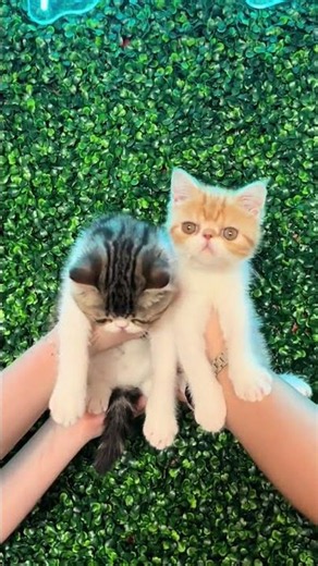 Double the Trouble, Double the Cuteness! 😹 Fluffy Kittens | Petland Tulsa 🐾